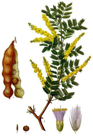 Acacia senegal.