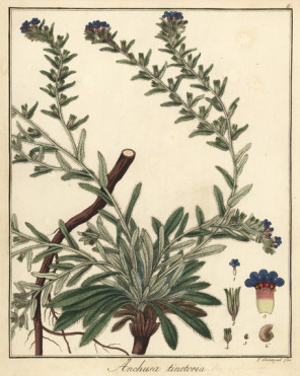 Alkanet, or Dyer's Bugloss.