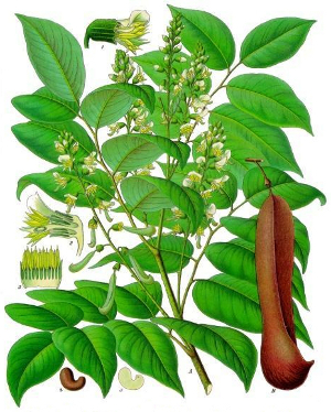 Myroxylon balsamum, or Balsum of Peru.