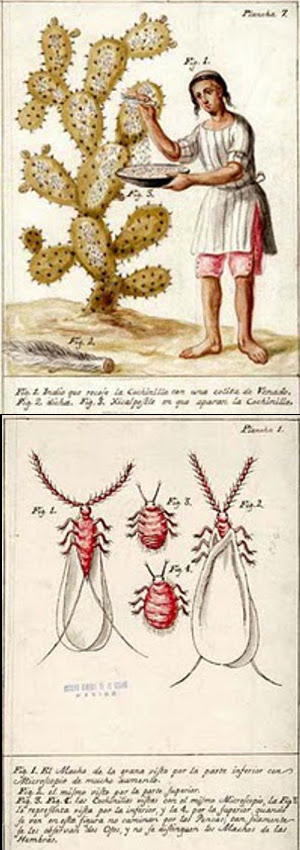 Cochineal harvesting.