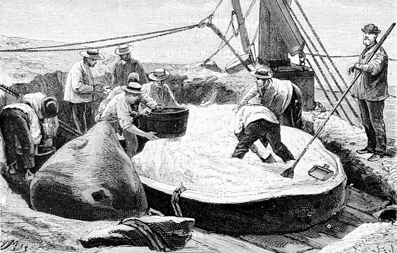 Sailors harvesting spermaceti from the head of a sperm whale.