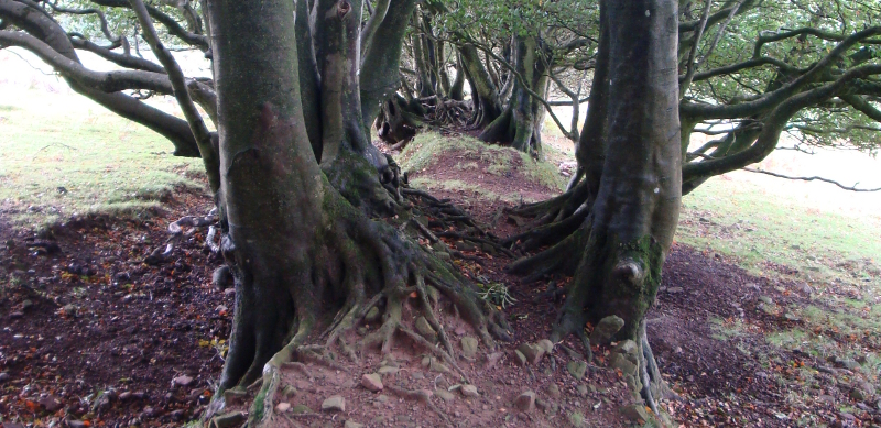 The Quantock Hills are full of ancient walls with beeches growing out of them. Note the red earth.