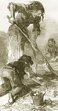 Irish peasants digging potatoes