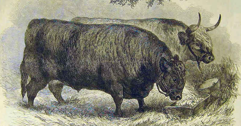 Although horse was king, oxen were used throughout the 1800s for heavy labour.