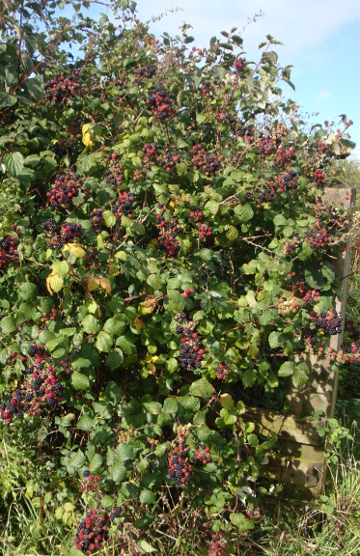 Crowcombe blackberries