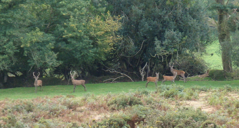 Herds of red deer are common in the Quantock Hills, this photo taken in Autumn 2015 near Crowcombe. 